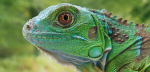 Iguana Eye View Picture