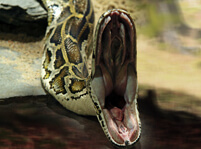 Python Facts And Pictures