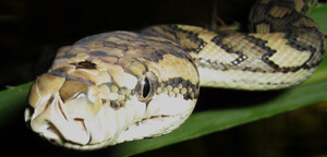 Pythons Picture