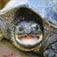 Terrapins Reptiles