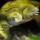 Turtles Reptiles In Water