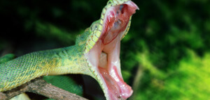 Snake Facts, Pictures, Habitat And Food